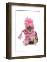 Chihuahua Puppy Funnily Dressed With Scarf And Hat For Cold Weather, Isolated-vitalytitov-Framed Photographic Print