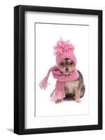 Chihuahua Puppy Funnily Dressed With Scarf And Hat For Cold Weather, Isolated-vitalytitov-Framed Photographic Print
