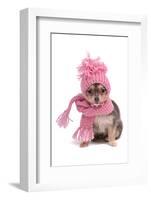 Chihuahua Puppy Funnily Dressed With Scarf And Hat For Cold Weather, Isolated-vitalytitov-Framed Photographic Print
