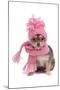 Chihuahua Puppy Funnily Dressed With Scarf And Hat For Cold Weather, Isolated-vitalytitov-Mounted Photographic Print