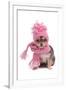 Chihuahua Puppy Funnily Dressed With Scarf And Hat For Cold Weather, Isolated-vitalytitov-Framed Photographic Print