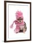 Chihuahua Puppy Funnily Dressed With Scarf And Hat For Cold Weather, Isolated-vitalytitov-Framed Photographic Print