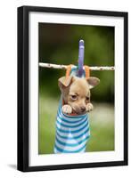 Chihuahua Puppy Hanging in Sock (4 Weeks)-null-Framed Photographic Print