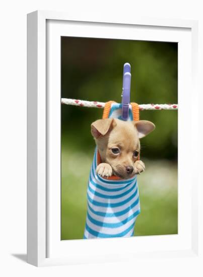 Chihuahua Puppy Hanging in Sock (4 Weeks)-null-Framed Photographic Print