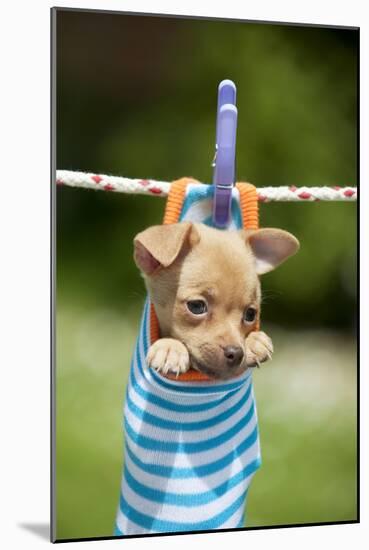 Chihuahua Puppy Hanging in Sock (4 Weeks)-null-Mounted Photographic Print