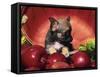 Chihuahua Puppy in Apple Basket-Lynn M^ Stone-Framed Stretched Canvas