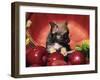 Chihuahua Puppy in Apple Basket-Lynn M^ Stone-Framed Premium Photographic Print