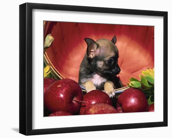 Chihuahua Puppy in Apple Basket-Lynn M^ Stone-Framed Premium Photographic Print