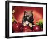 Chihuahua Puppy in Apple Basket-Lynn M^ Stone-Framed Premium Photographic Print