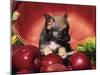 Chihuahua Puppy in Apple Basket-Lynn M^ Stone-Mounted Premium Photographic Print