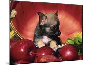 Chihuahua Puppy in Apple Basket-Lynn M^ Stone-Mounted Premium Photographic Print