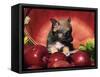 Chihuahua Puppy in Apple Basket-Lynn M^ Stone-Framed Stretched Canvas