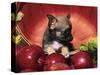 Chihuahua Puppy in Apple Basket-Lynn M^ Stone-Stretched Canvas