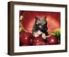 Chihuahua Puppy in Apple Basket-Lynn M^ Stone-Framed Photographic Print