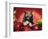 Chihuahua Puppy in Apple Basket-Lynn M^ Stone-Framed Photographic Print