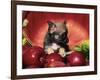 Chihuahua Puppy in Apple Basket-Lynn M^ Stone-Framed Photographic Print