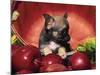 Chihuahua Puppy in Apple Basket-Lynn M^ Stone-Mounted Photographic Print