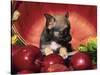 Chihuahua Puppy in Apple Basket-Lynn M^ Stone-Stretched Canvas