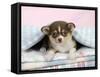 Chihuahua Puppy Lying under a Piece of Cloth-null-Framed Stretched Canvas
