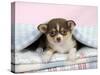 Chihuahua Puppy Lying under a Piece of Cloth-null-Stretched Canvas