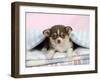 Chihuahua Puppy Lying under a Piece of Cloth-null-Framed Photographic Print