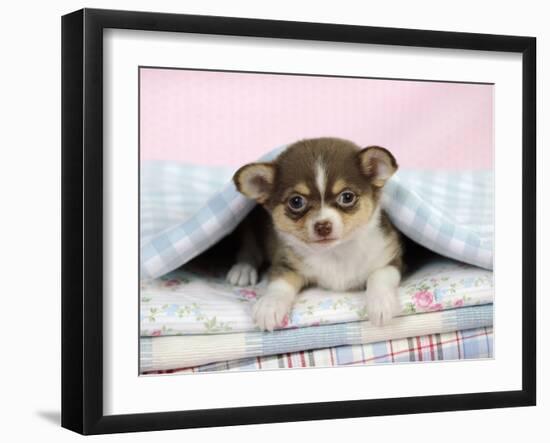 Chihuahua Puppy Lying under a Piece of Cloth-null-Framed Photographic Print