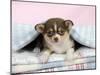 Chihuahua Puppy Lying under a Piece of Cloth-null-Mounted Photographic Print