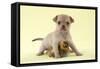 Chihuahua Puppy Standing with Duckling (6 Weeks)-null-Framed Stretched Canvas