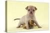 Chihuahua Puppy Standing with Duckling (6 Weeks)-null-Stretched Canvas