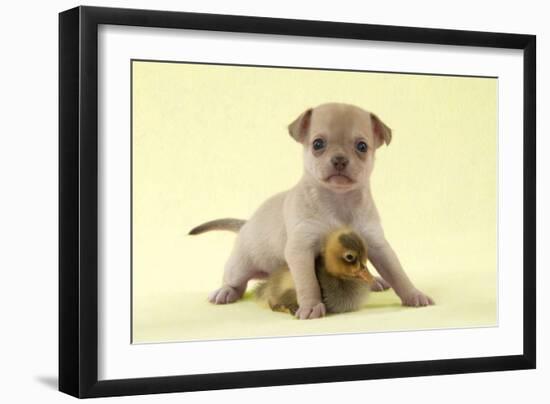 Chihuahua Puppy Standing with Duckling (6 Weeks)-null-Framed Photographic Print