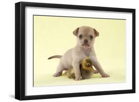 Chihuahua Puppy Standing with Duckling (6 Weeks)-null-Framed Photographic Print