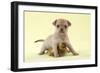 Chihuahua Puppy Standing with Duckling (6 Weeks)-null-Framed Photographic Print