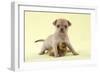 Chihuahua Puppy Standing with Duckling (6 Weeks)-null-Framed Photographic Print