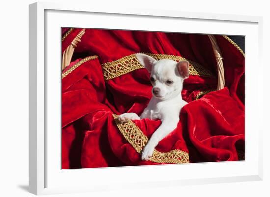 Chihuahua Puppy Surrounded in Red and Gold-Zandria Muench Beraldo-Framed Photographic Print