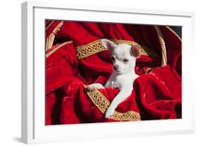 Chihuahua Puppy Surrounded in Red and Gold-Zandria Muench Beraldo-Framed Photographic Print