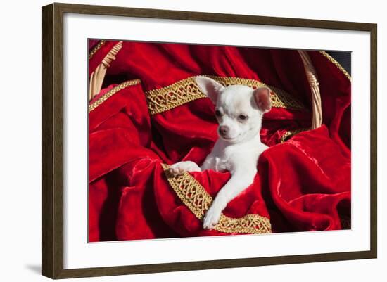 Chihuahua Puppy Surrounded in Red and Gold-Zandria Muench Beraldo-Framed Photographic Print