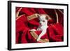 Chihuahua Puppy Surrounded in Red and Gold-Zandria Muench Beraldo-Framed Photographic Print