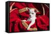 Chihuahua Puppy Surrounded in Red and Gold-Zandria Muench Beraldo-Framed Stretched Canvas