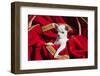 Chihuahua Puppy Surrounded in Red and Gold-Zandria Muench Beraldo-Framed Photographic Print