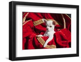 Chihuahua Puppy Surrounded in Red and Gold-Zandria Muench Beraldo-Framed Photographic Print