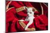 Chihuahua Puppy Surrounded in Red and Gold-Zandria Muench Beraldo-Mounted Photographic Print