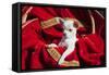 Chihuahua Puppy Surrounded in Red and Gold-Zandria Muench Beraldo-Framed Stretched Canvas