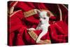 Chihuahua Puppy Surrounded in Red and Gold-Zandria Muench Beraldo-Stretched Canvas