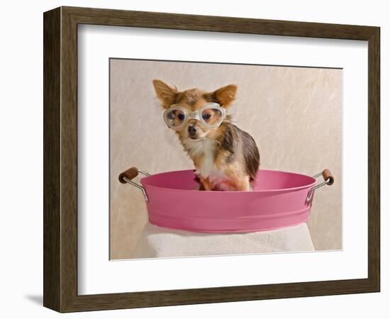 Chihuahua Puppy Taking A Bath Wearing Goggles Sitting In Pink Bathtub-vitalytitov-Framed Photographic Print