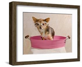 Chihuahua Puppy Taking A Bath Wearing Goggles Sitting In Pink Bathtub-vitalytitov-Framed Photographic Print