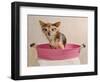 Chihuahua Puppy Taking A Bath Wearing Goggles Sitting In Pink Bathtub-vitalytitov-Framed Photographic Print