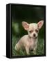 Chihuahua Puppy-null-Framed Stretched Canvas