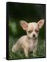 Chihuahua Puppy-null-Framed Stretched Canvas