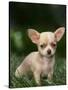 Chihuahua Puppy-null-Stretched Canvas