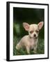 Chihuahua Puppy-null-Framed Premium Photographic Print